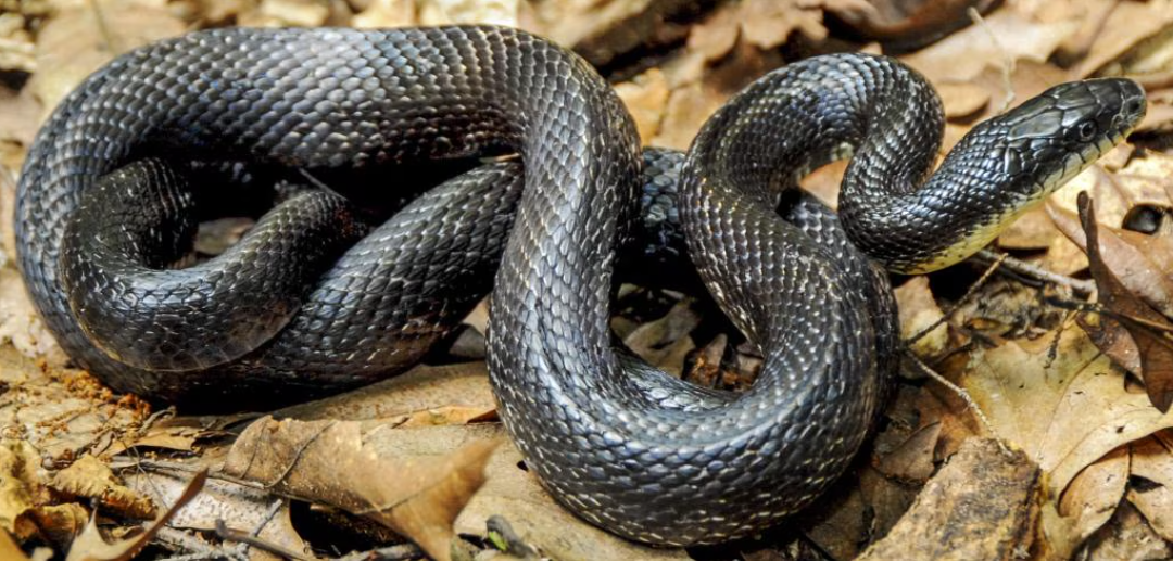 Black rat snake body characteristics and features