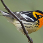 Blackburnian Warbler bird body characteristics and features