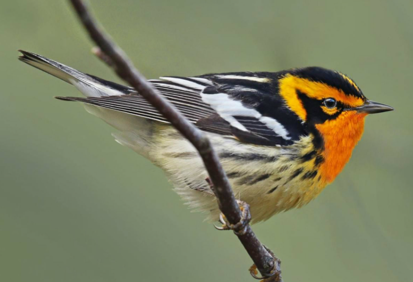 Top 10 Facts about Blackburnian Warbler Bird
