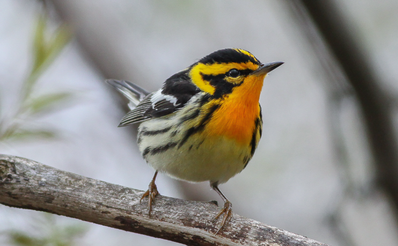 Blackburnian Warbler bird facts and features