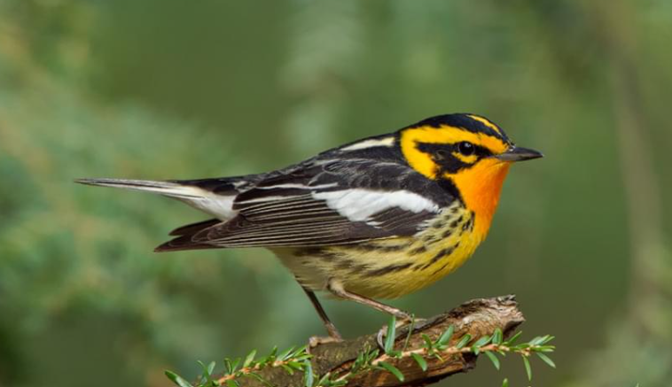 Blackburnian Warbler life history characteristics