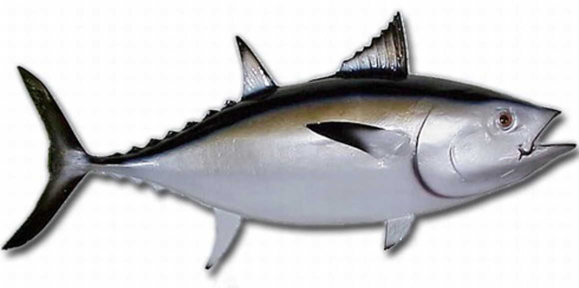 Blackfin Tuna body characteristics and features