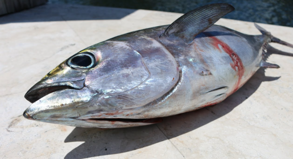 Blackfin tuna facts and characteristics
