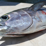 Blackfin tuna facts and characteristics