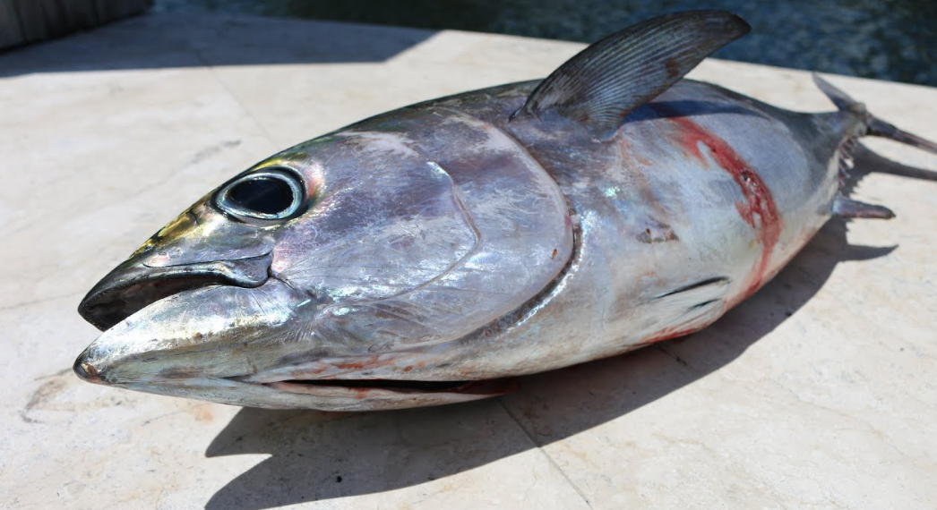 Top 10 Facts about Blackfin Tuna Fish