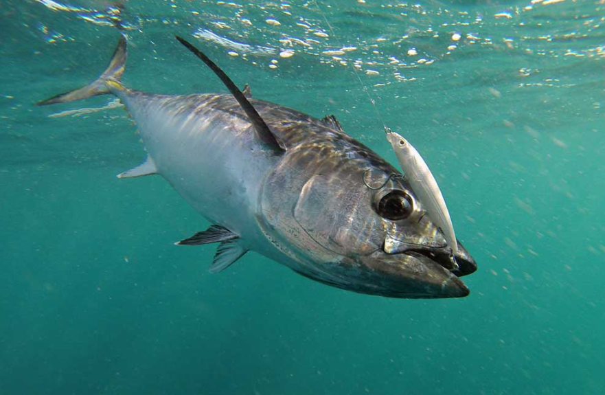 Blackfin tuna facts and features