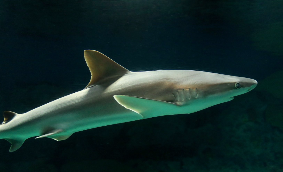 Blacknose shark body characteristics and features