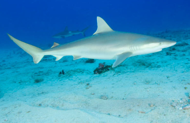 Blacknose shark facts and features