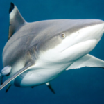 Blacknose shark physical features and habitat