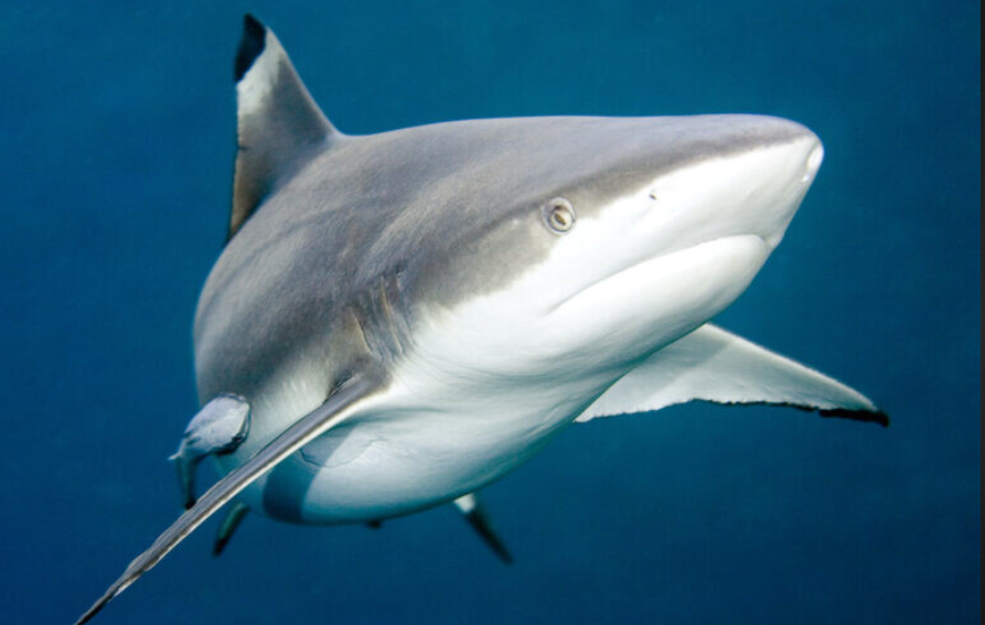 Top 10 Facts about Blacknose Shark Fish