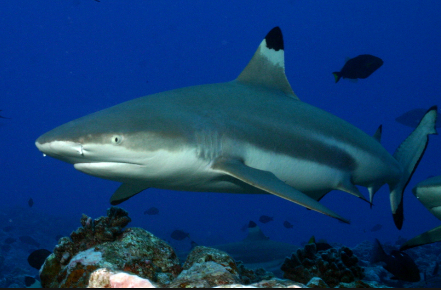 Blacktip Reef Shark fish facts and features