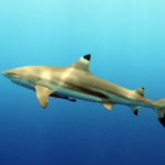 Blacktip Reef Shark fish life history characteristics