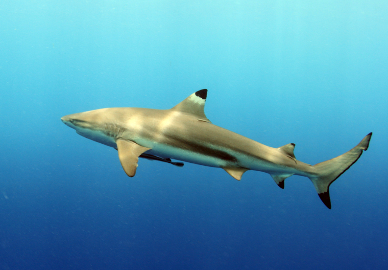 Top 10 Facts about Blacktip Reef Shark