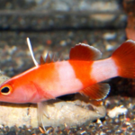 Bladefin Basslet body characteristics and features