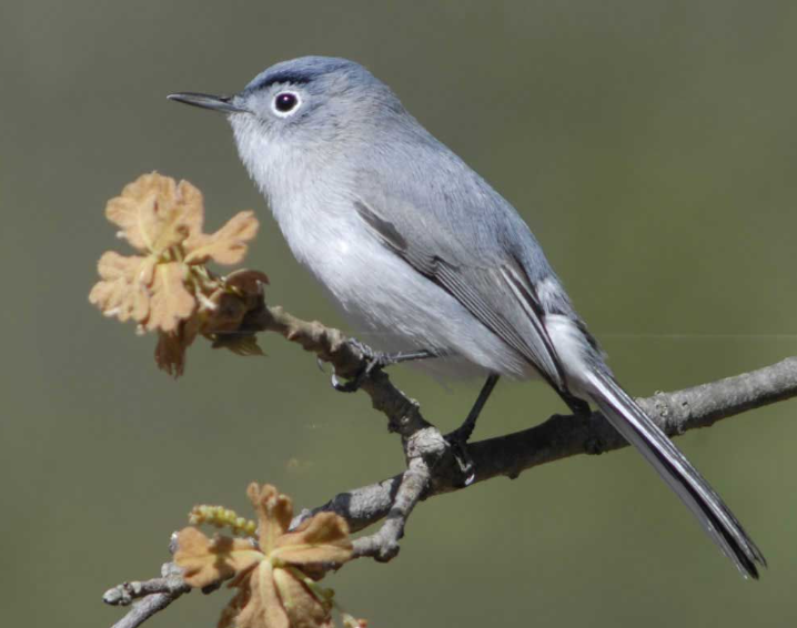 Blue-Gray Gnatcatcher Bird facts and features