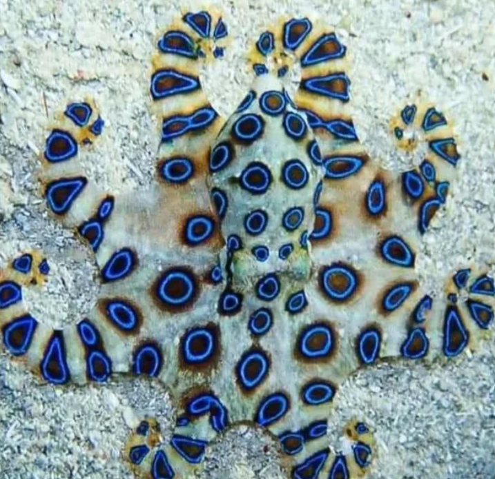 Blue Ringed Octopus - appearance, physical features, diet and habitat