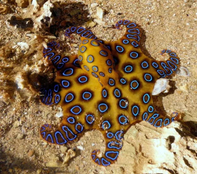 Blue Ringed Octopus facts and features