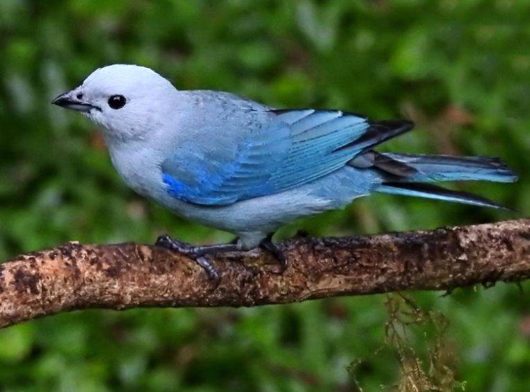 Blue Tanager Bird body characteristics and features