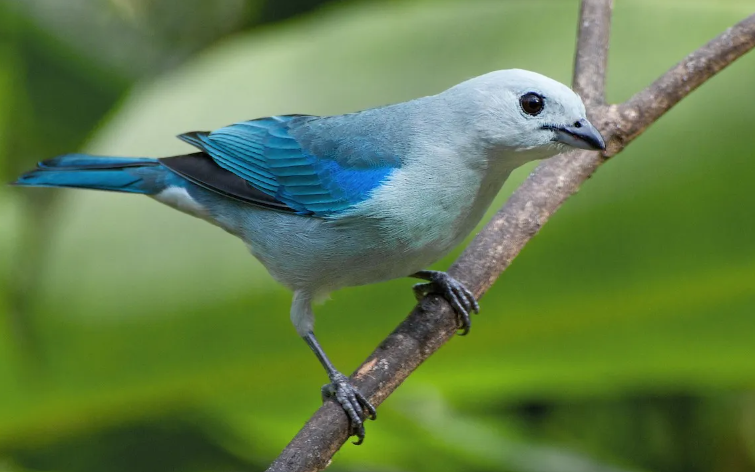 Blue Tanager Bird facts and features