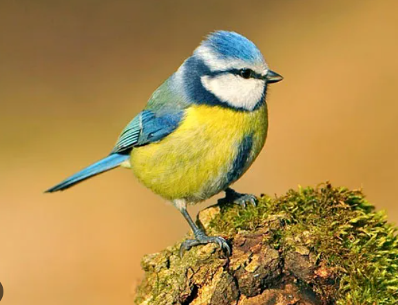 Blue Tit Bird facts and habitat