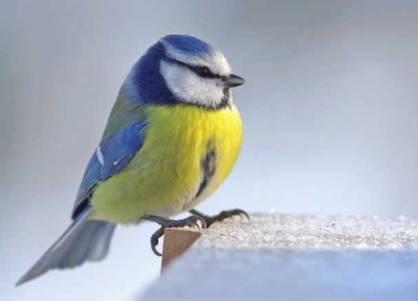 Blue Tit Bird physical characteristics