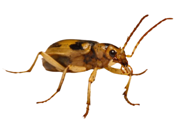 Bombardier Beetle body characteristics and features