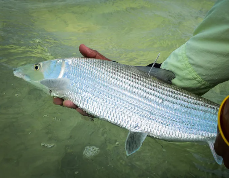 Bonefish body characteristics and features