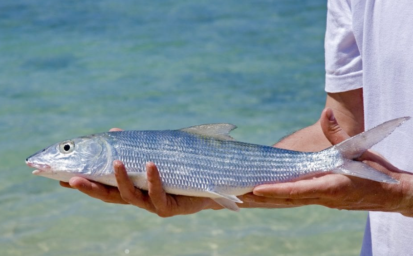 Bonefish facts and features