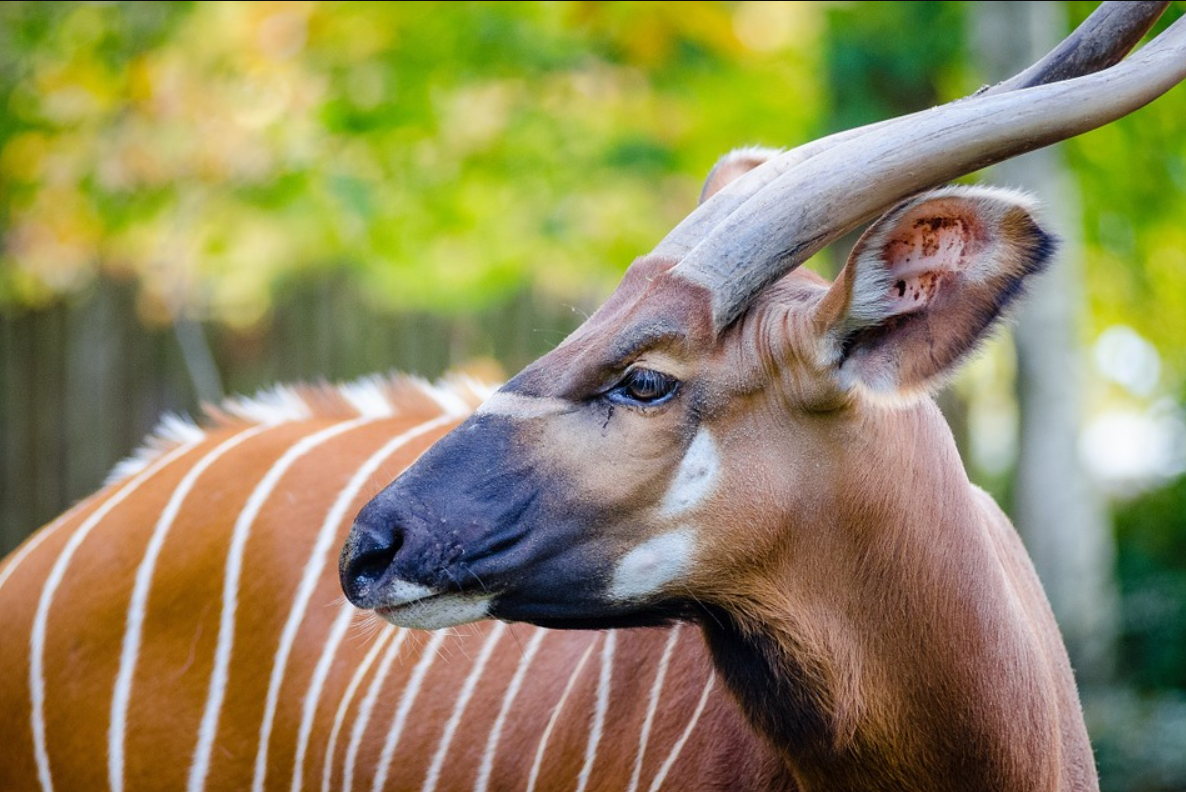 Bongo Antelope body characteristics and features