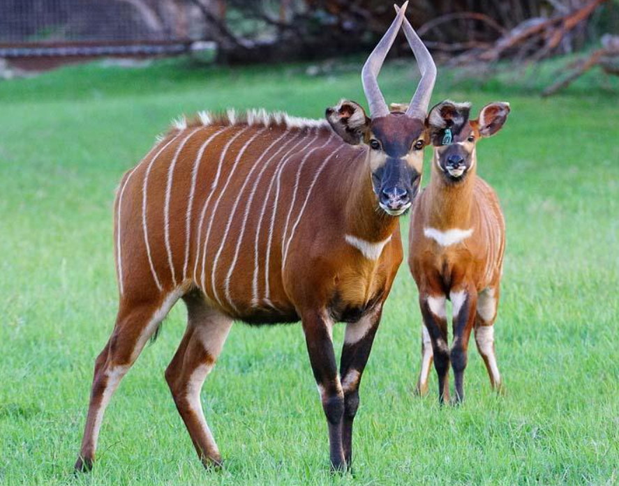 Bongo Antelope life history characteristics