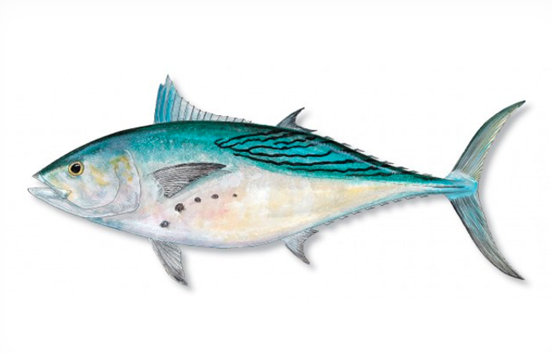 Bonito Fish facts and features