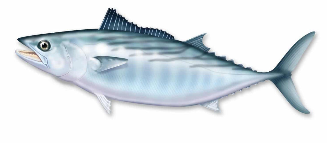 Bonito fish body characteristics and features