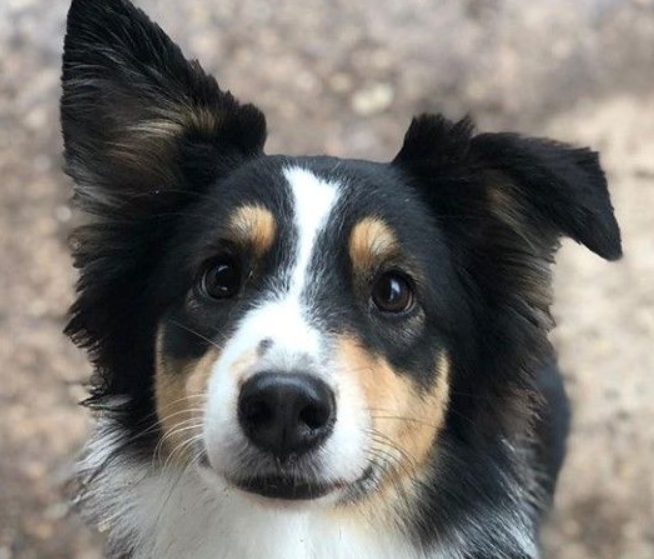 Border Collie Mix facts and features