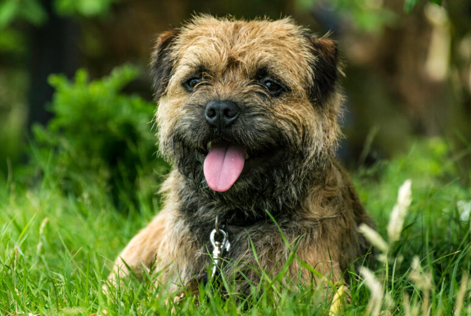 Border Terrier body characteristics and features