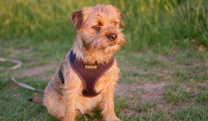 Border Terrier life history characteristics