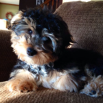 Borkie dog breed facts and features