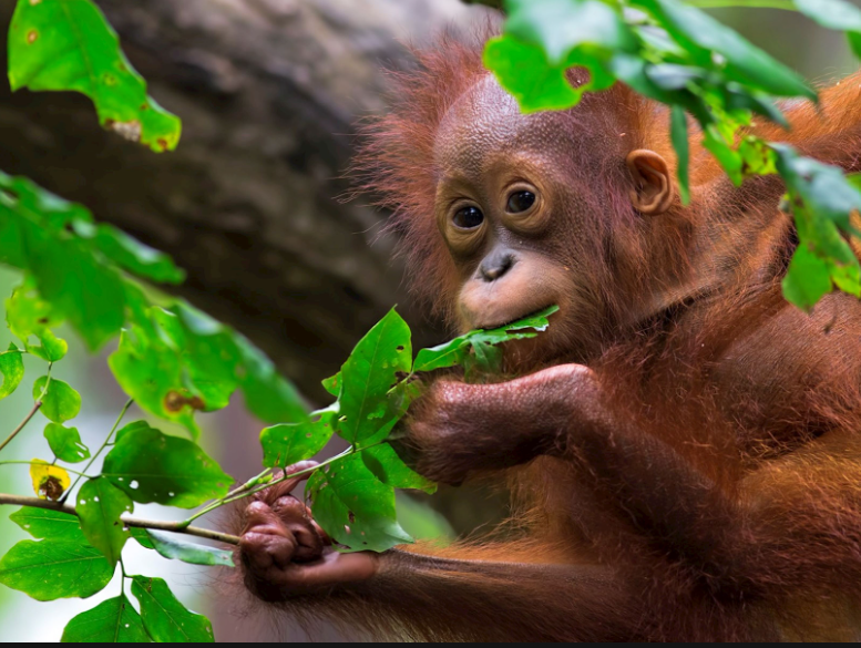 Borneo Orangutan body characteristics and features