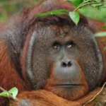 Borneo Orangutan life history characteristics
