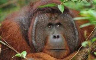 Borneo Orangutan life history characteristics