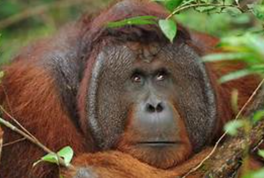 Top 10 Facts about Bornean Orangutan