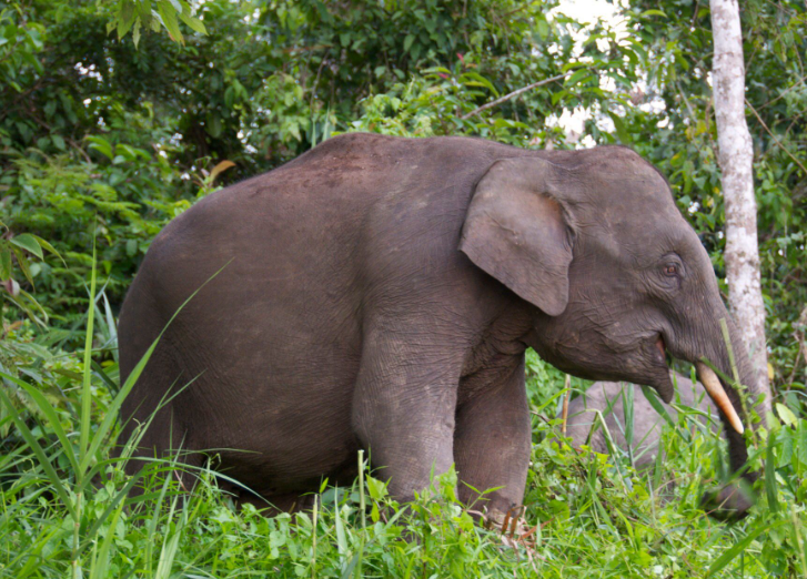 Borneo elephant body characteristics and features