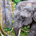 Borneo elephant - diet, habits, behavior and characteristics