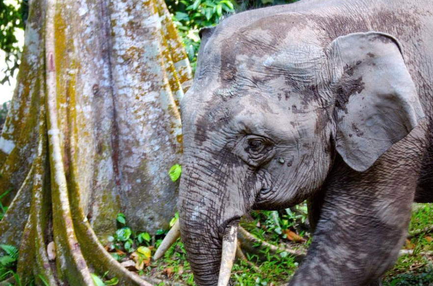 Top 10 Facts about Borneo Elephant
