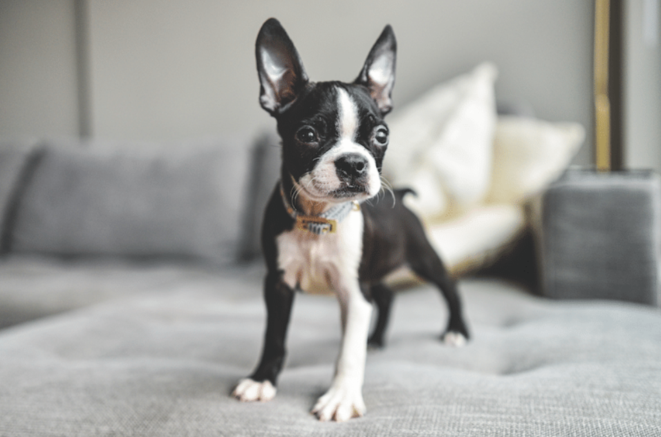 Boston Terrier Dog body characteristics and features