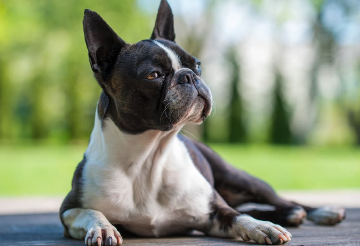 Boston Terrier Dog facts and characteristics