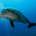 Bottlenose dolphin body characteristics and features