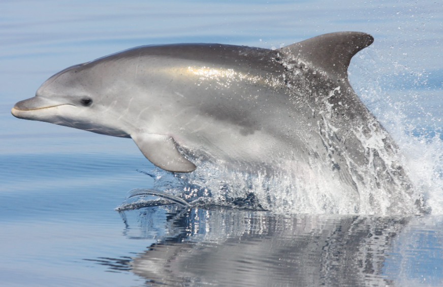 Bottlenose dolphins life history characteristics