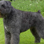 Bouvier Des Flandres body characteristics and features