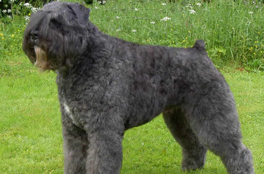 Bouvier Des Flandres body characteristics and features