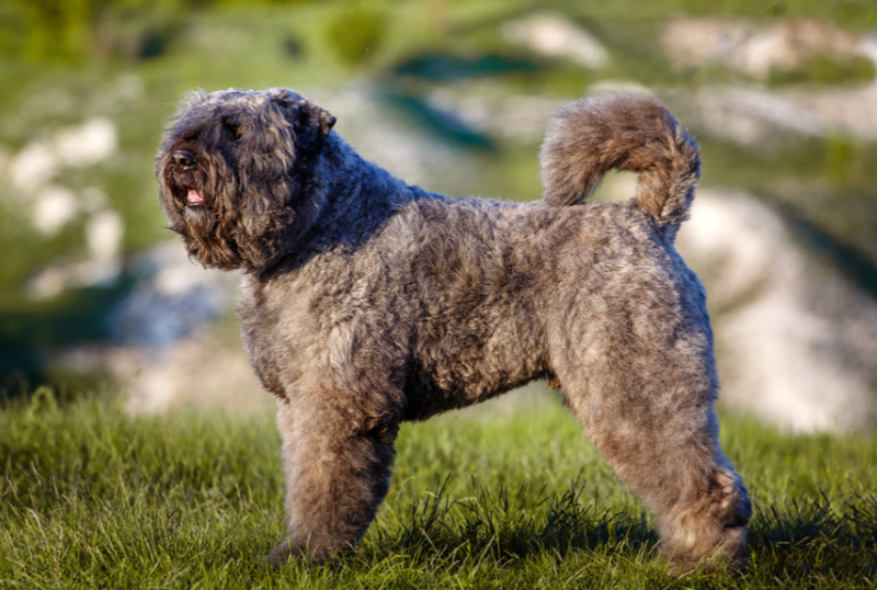 Bouvier Des Flandres life history characteristics